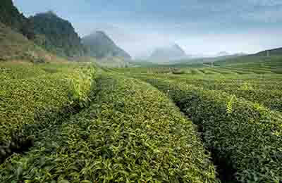 茶葉工業論文